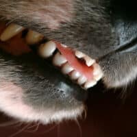 dog teeth up close